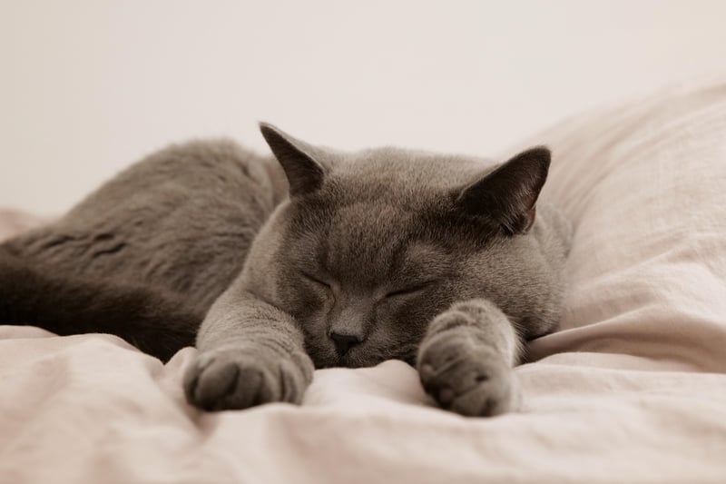 Sleeping person