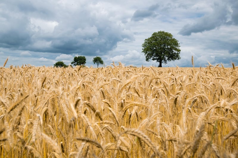 Whole Grains